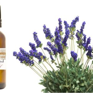 LAVENDER OIL